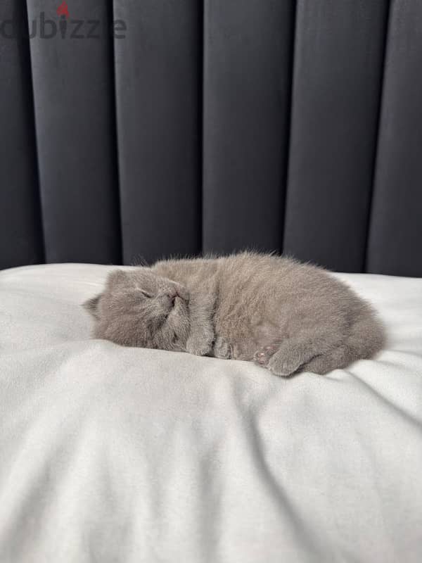 British shorthair kitten 2