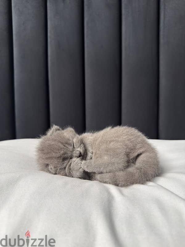 British shorthair kitten 3