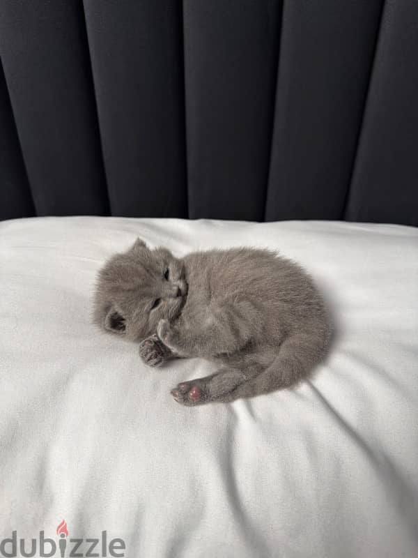 British shorthair kitten 4