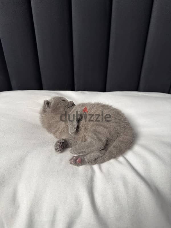 British shorthair kitten 5