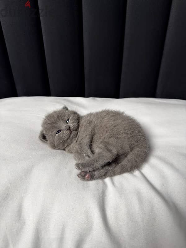 British shorthair kitten 6