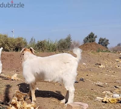 جدي خليط بور