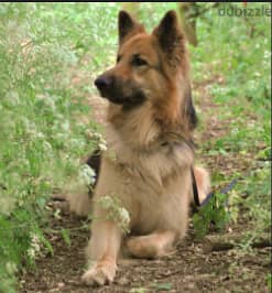 i want a dog for adoption/انا محتاج كلب جرمن شيبرد للتبني