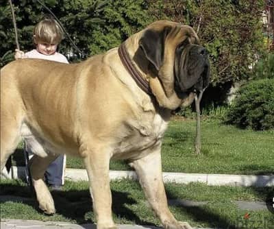 old English Mastiff