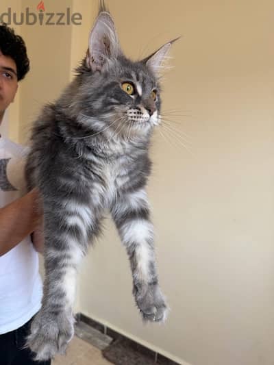 Maine coon kittens Females