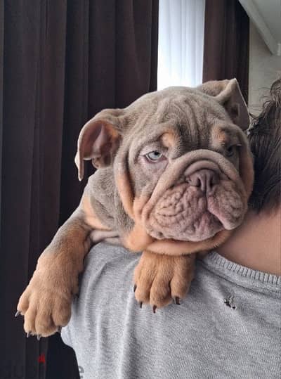 English bulldog males from Russia