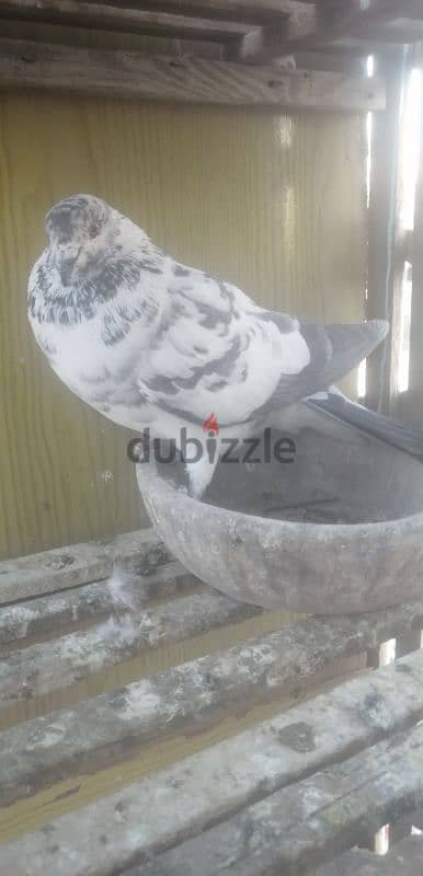 مجموعه حمام للتصفيه