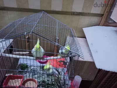 مجموعه كوكتيل لتصفية بالعشوش والاقفاص