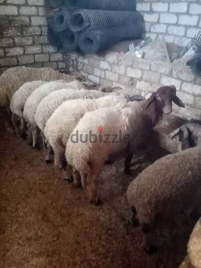 العامريه الاسكندريه