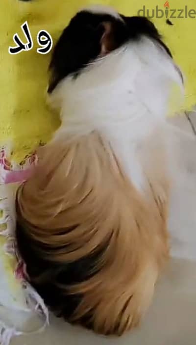 غينيا بيج سوبر لونج هير