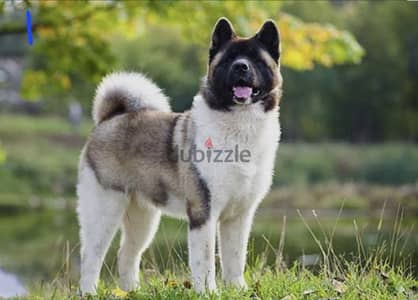 American akita