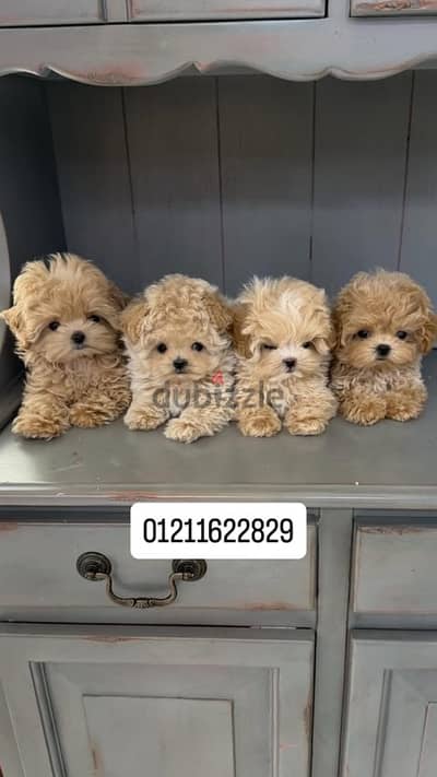 poodle x maltipoo puppies مالتيبو