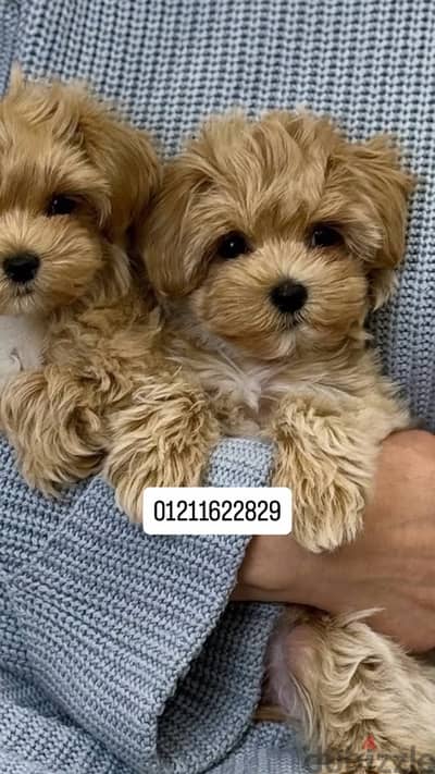 toy poodle / maltipoo مالتيبو بودل