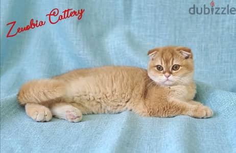 Scottish Fold Shorthair Gold ny12