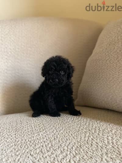 toy poodle