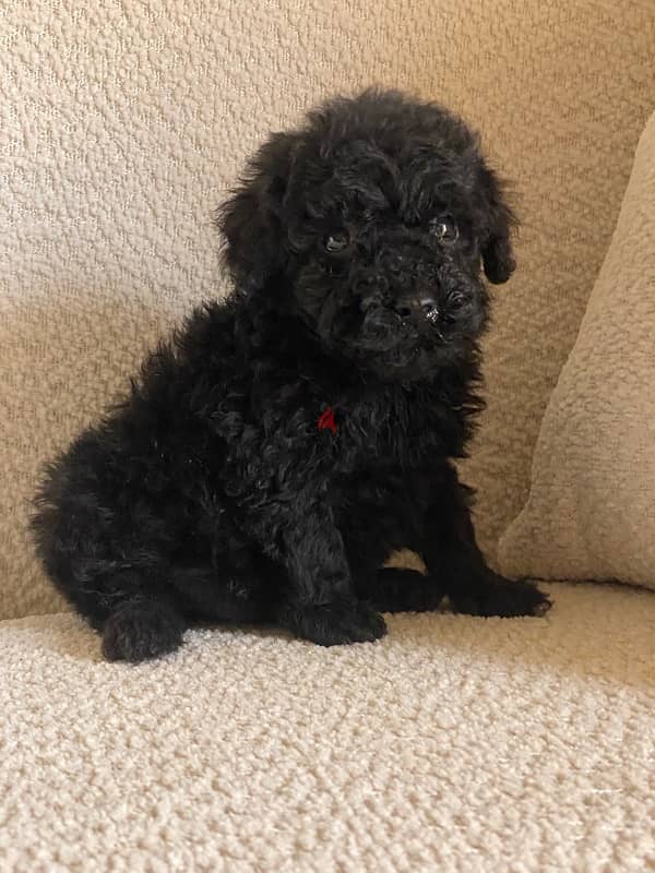 toy poodle 1