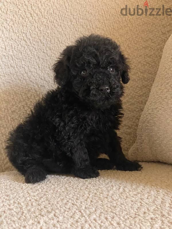 toy poodle 2