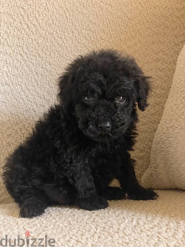 toy poodle 3