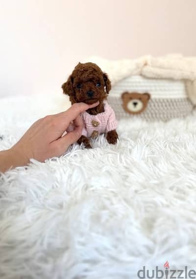 toy poodle puppies