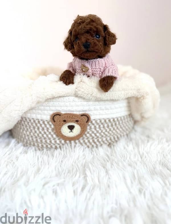 toy poodle puppies 1