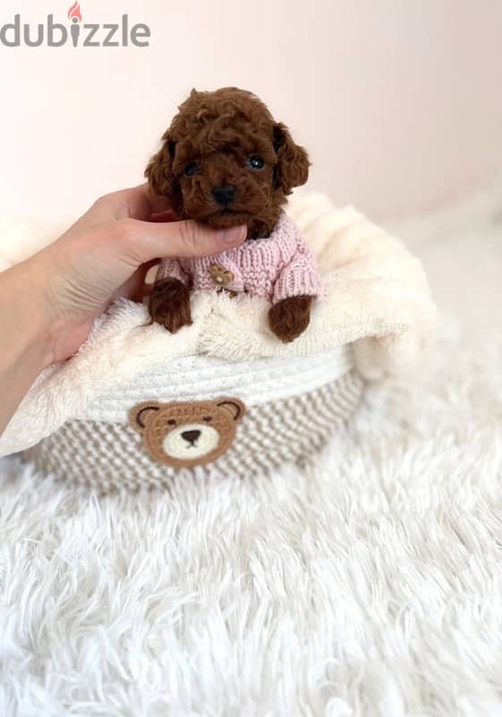 toy poodle puppies 2