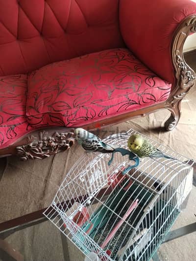 parakeets for sale