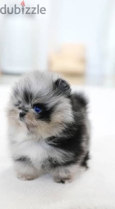 puppy pomrnian