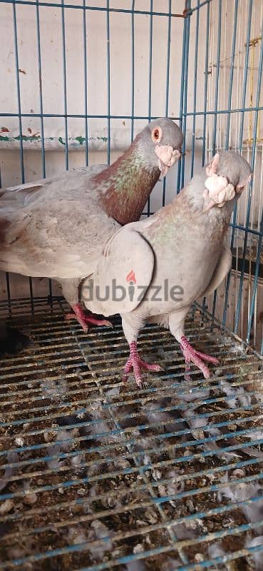 زواجل مستويات محترمه