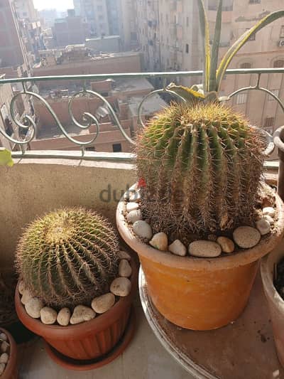 عمه القاضي