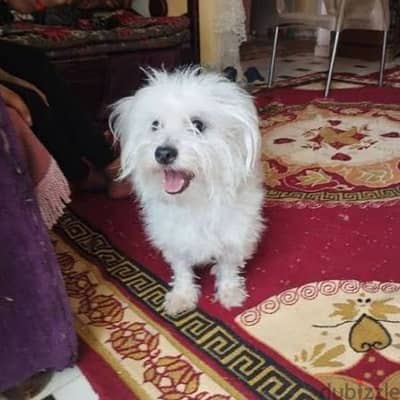 مطلوب كلب جريفون