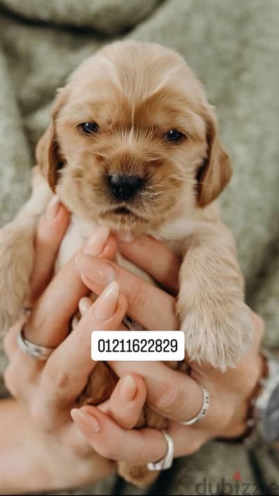 cocker spaniel puppies كوكر