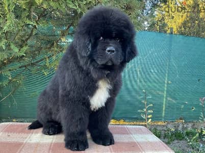 للحجز Newfoundland male 60 days old imported with bedigree