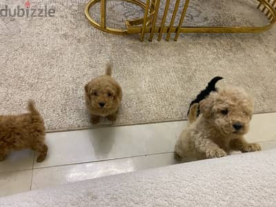 toy poodle بودل