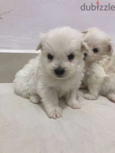 pure mini griffon