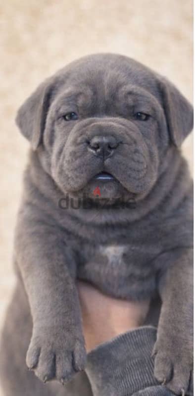 cane corso