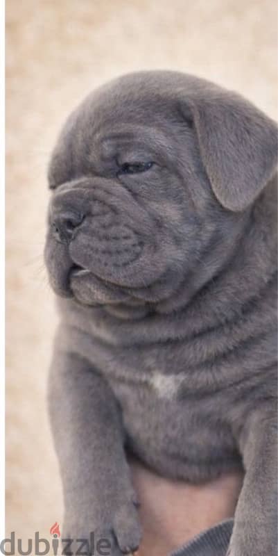 cane corso 1