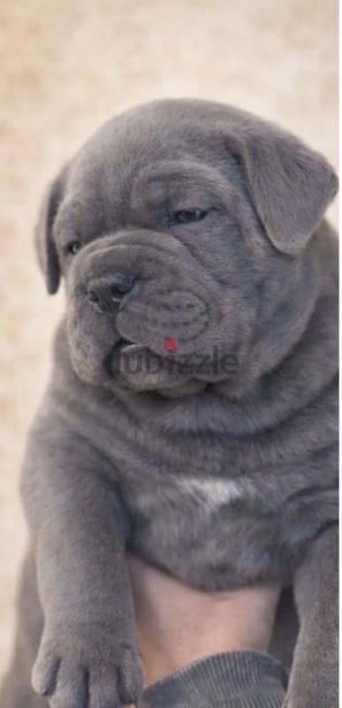 cane corso 2