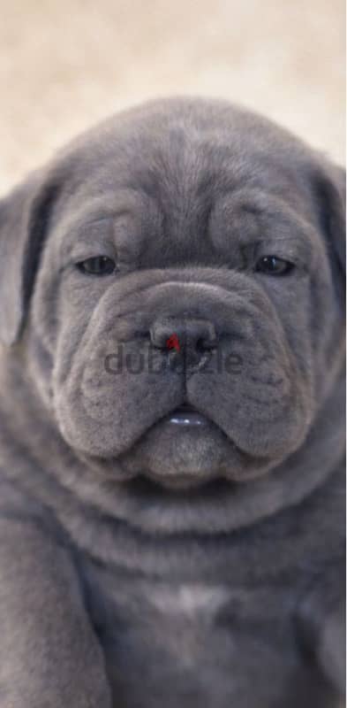 cane corso 3