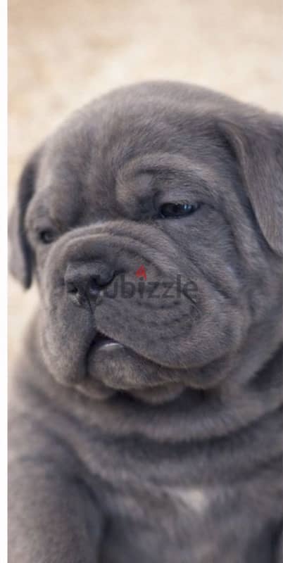 cane corso 4