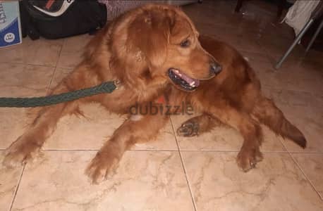 golden retreiver dog for adoption للتبني
