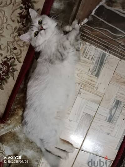 استضافه قطط