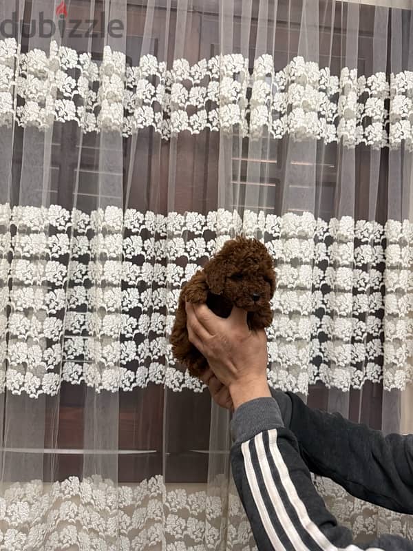 toypoodle 3