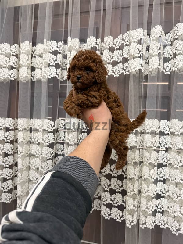 toypoodle 1