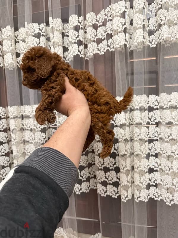 toypoodle 2
