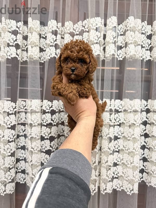 toypoodle 4