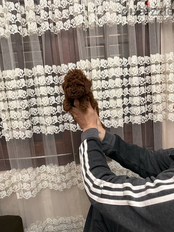 toypoodle 5
