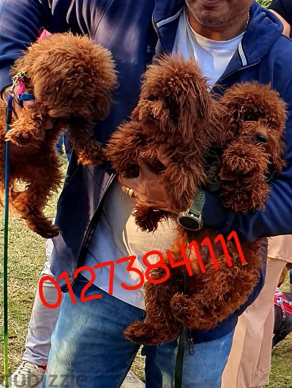 toypoodle 6