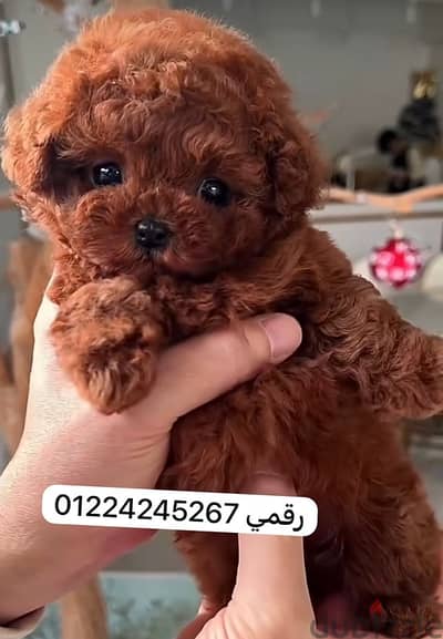 poodle puppy