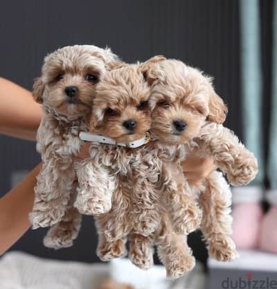 maltipoo_poodle