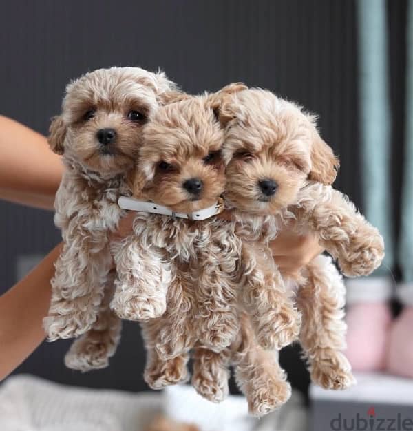 maltipoo_poodle 1
